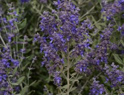 Russian Sage, Perovskia Atriplicifolia, Deer Proof
Kieft Seed
West Chicago, IL