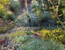 Ruth Bancroft Garden
Garden Design
Calimesa, CA