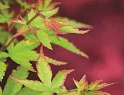 ‘sagara Nishiki’
Garden Design
Calimesa, CA