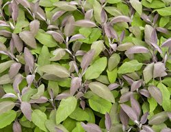 Sage Plant, Sage Leaves, Edible Herbs
Garden Design
Calimesa, CA