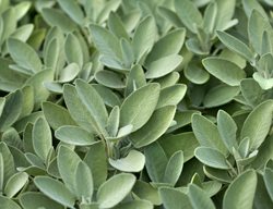 Sage Plant, Sage Leaves
Proven Winners
Sycamore, IL