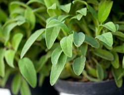 Sage Plant, Salvia Officinalis
Shutterstock.com
New York, NY