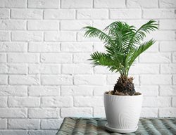 Sago Palm, Indoor Palm
Shutterstock.com
New York, NY