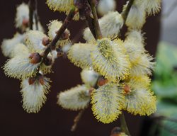 Salix Caprea 'kilmarnock'
Garden Design
Calimesa, CA