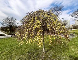 Salix Caprea 'pendula', Goat Willow
Shutterstock.com
New York, NY