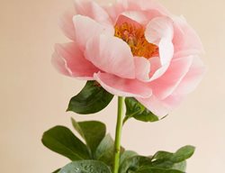 Salmon Dream, Peony, Hybrid, Perennial
Garden Design
Calimesa, CA