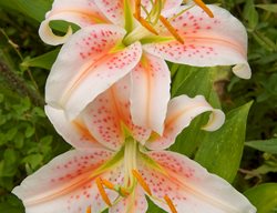 Salmon Sunset Oriental Lily, Oriental Lily Flower
Garden Design
Calimesa, CA