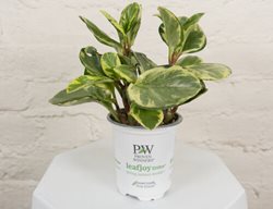 Salt And Pepper Peperomia, Peperomia Obtusifolia
Proven Winners
Sycamore, IL