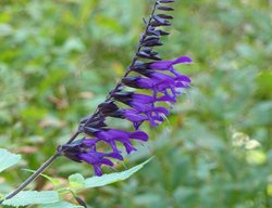 Salvia Amistad, Giant Sage, Friendship Sage
Shutterstock.com
New York, NY