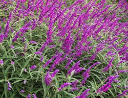 Salvia Bush, Mexican Sage
Shutterstock.com
New York, NY