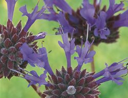Salvia Clevelandii, Winnifred Gilman, California Native Plant
Garden Design
Calimesa, CA
