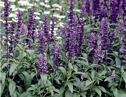 Salvia Farinacea, Salvia Evolution
All-America Selections
Downers Grove, IL