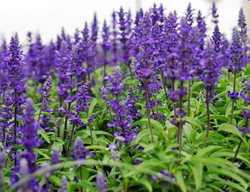 Salvia May Night, Meadow Sage
Shutterstock.com
New York, NY