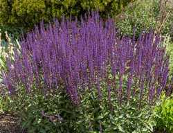 Salvia Nemorosa, Salvia Cardonna
Shutterstock.com
New York, NY