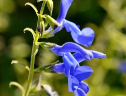 Salvia Patens, Gentian Sage
Shutterstock.com
New York, NY