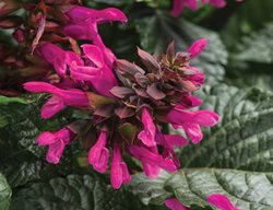 Salvia Rockin Fuchsia, Salvia Hybrid, Hot Pink Salvia
Proven Winners
Sycamore, IL