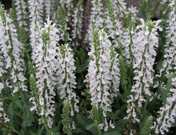 Salvia Snow Hill, White Salvia
Garden World Images Ltd
