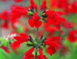 Salvia Summer Jewel Red, Scarlet Sage
All-America Selections
Downers Grove, IL