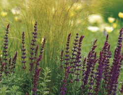 Salvia Verticillata ‘purple Rain’
Garden Design
Calimesa, CA