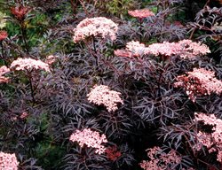 Sambucus Nigra ‘eva’, Black Leaves, Pink Flowers
Proven Winners
Sycamore, IL