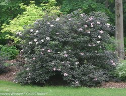 Sambucus Nigra ‘gerda’, Black Leaves
Proven Winners
Sycamore, IL