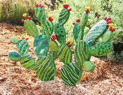 San Diego Botanic Garden Sculpture
Garden Design
Calimesa, CA