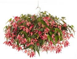 San Francisco Begonia, Begonia Plant, Hanging Basket With Begonia
Proven Winners
Sycamore, IL