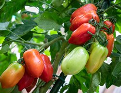 San Marzano Tomato, Tomato Plant, Tomatoes On Vine
Shutterstock.com
New York, NY