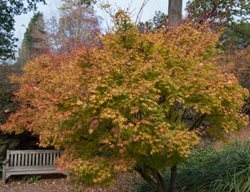Sango Kaku Japanese Maple
Shutterstock.com
New York, NY