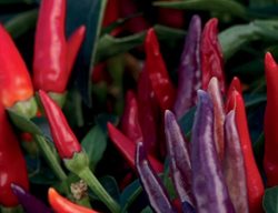 Sangria Ornamental Pepper, Red And Purple Peppers
Proven Winners
Sycamore, IL