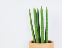 Sansevieria Cylindrica, Houseplant, Round Leaves, Succulent
Shutterstock.com
New York, NY