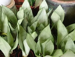 Sansevieria 'moonshine'
Wikimedia Commons
