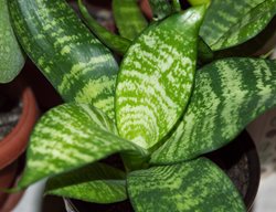 Sansevieria Trifasciata 'hahnii', Houseplant, Snake Plant
Shutterstock.com
New York, NY