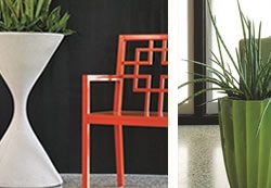 Sansevierias
Garden Design
Calimesa, CA