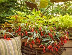 Santa Cruz Begonia, Begonia Boliviensis
Proven Winners
Sycamore, IL