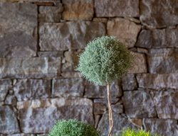 Santolina Plant, Potted Topiary
Garden Design
Calimesa, CA