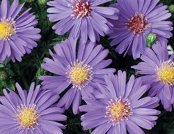 Sapphire Mist Aster, Purple Flower, Aster
Proven Winners
Sycamore, IL