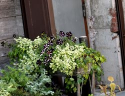 Sapuia 1
Garden Design
Calimesa, CA