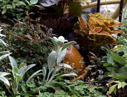 Sapuia 3
Garden Design
Calimesa, CA