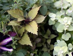 Sapuia 5
Garden Design
Calimesa, CA
