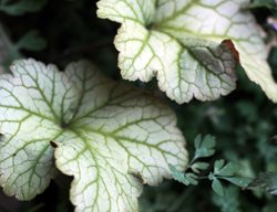 Sapuia
Garden Design
Calimesa, CA