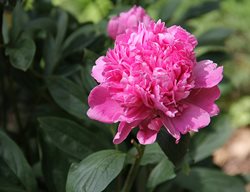 Sarah Bernhardt, Pink Peony
Willard & May
Milwaukee, WI