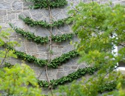 Saratoga
Garden Design
Calimesa, CA