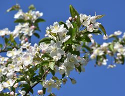 Sargent Crabapple, Dwarf Crabapple
Shutterstock.com
New York, NY
