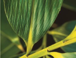 Sasa Palmata Forma Nebulosa
Garden Design
Calimesa, CA