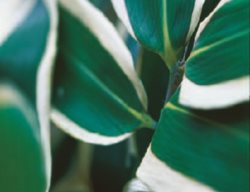 Sasa Veitchii
Garden Design
Calimesa, CA