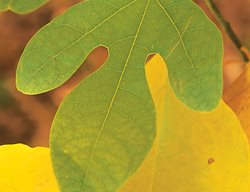 Sassafras Leaves, Fall Colors, Yellow
Garden Design
Calimesa, CA