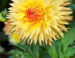 Sassafrass, Dahlia, Yellow Flower, Laciniated, Cactus Dahlia
Garden Design
Calimesa, CA