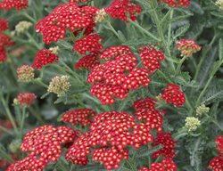 Sassy Summer Sangria Yarrow, Red Yarrow, Common Yarrow
Proven Winners
Sycamore, IL