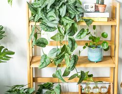 Satin Pothos, Scindapsus Pictus
Ivy May
Escondido, CA